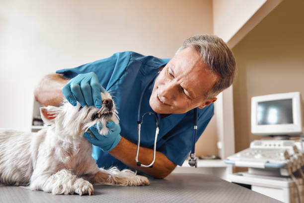 Best Mobile Emergency Dentist in Kettering, MD